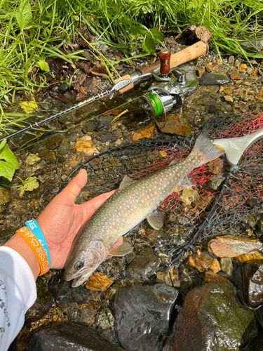 イワナの釣果