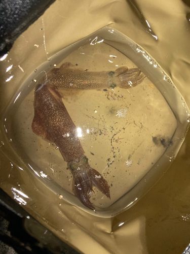 ヒイカの釣果