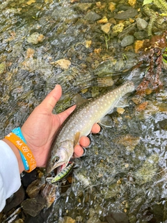 イワナの釣果