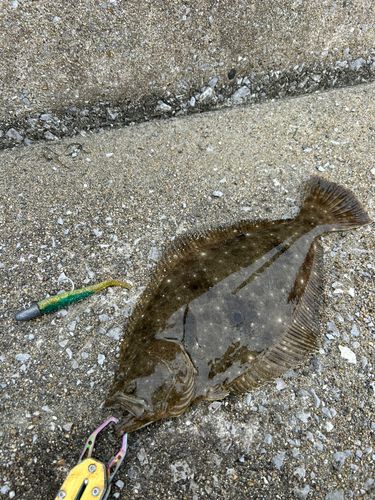 ヒラメの釣果