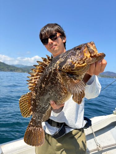 ベッコウゾイの釣果