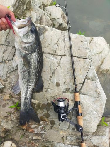 ブラックバスの釣果