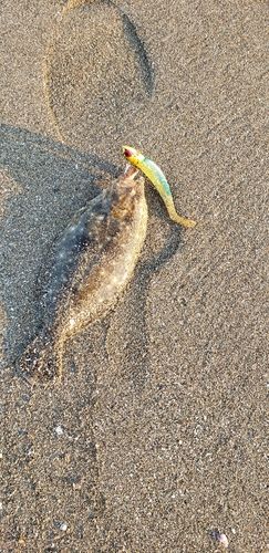 ヒラメの釣果