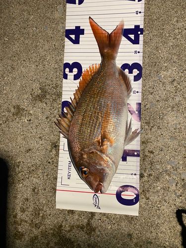 マダイの釣果