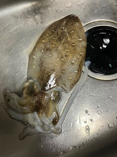 カミナリイカの釣果