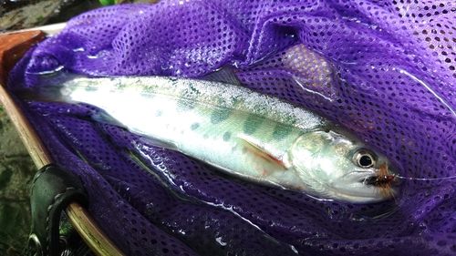 イワナの釣果