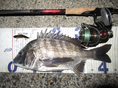 クロダイの釣果