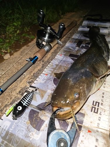ナマズの釣果