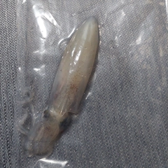 マメイカの釣果