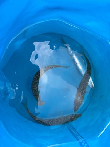サバの釣果
