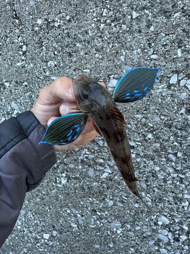 ホウボウの釣果