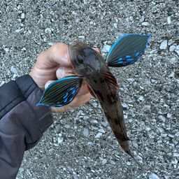 ホウボウ