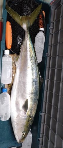 ブリの釣果
