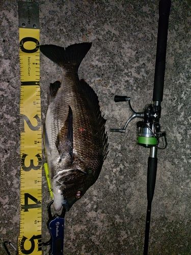 チヌの釣果