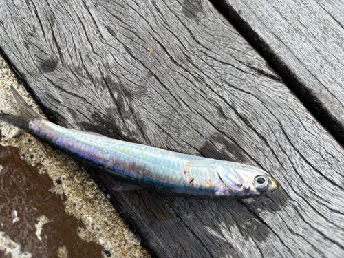 カタクチイワシの釣果