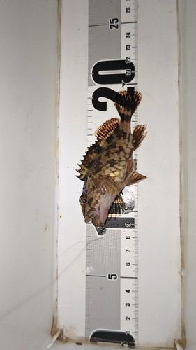 ガシラの釣果