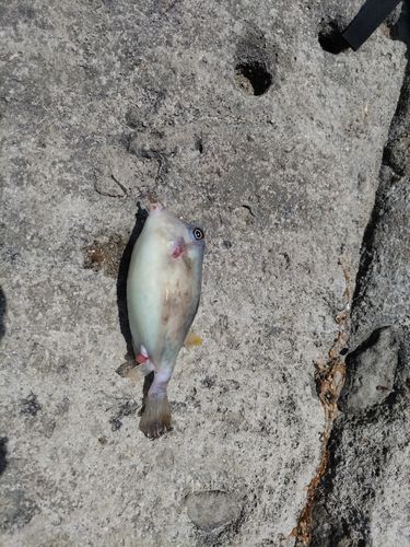 ハコフグの釣果