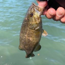 スモールマウスバス