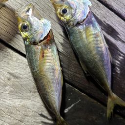 アジ