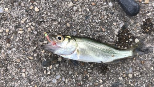 セイゴ（マルスズキ）の釣果