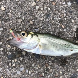 セイゴ（マルスズキ）