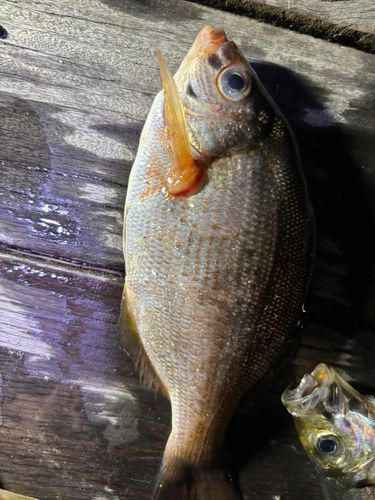 ウミタナゴの釣果