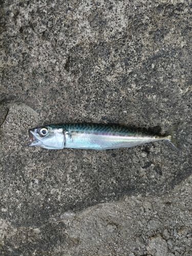 サバの釣果