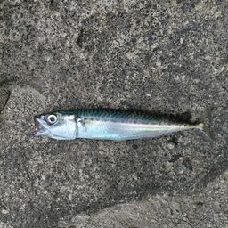サバ