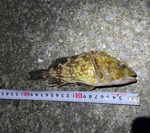 カサゴの釣果