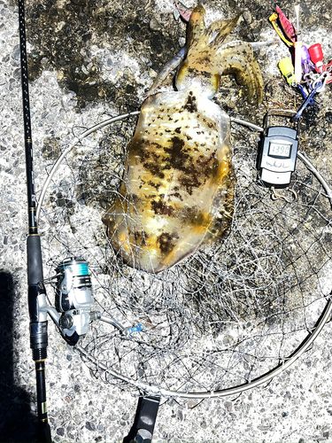 アオリイカの釣果