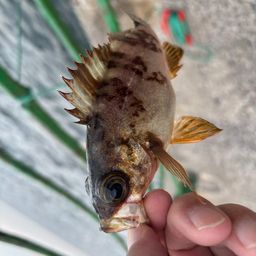 メバル