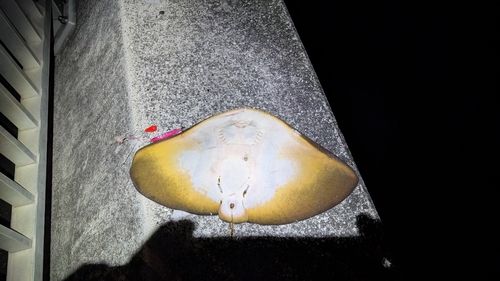 アカエイの釣果