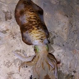 モンゴウイカ