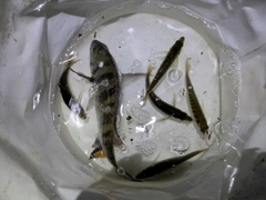 釣果
