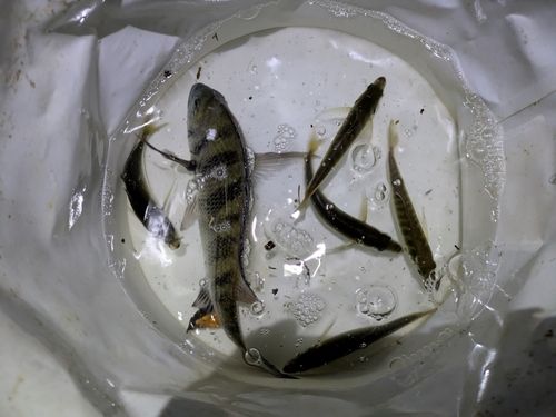 釣果