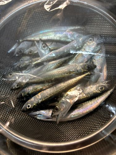 サバの釣果
