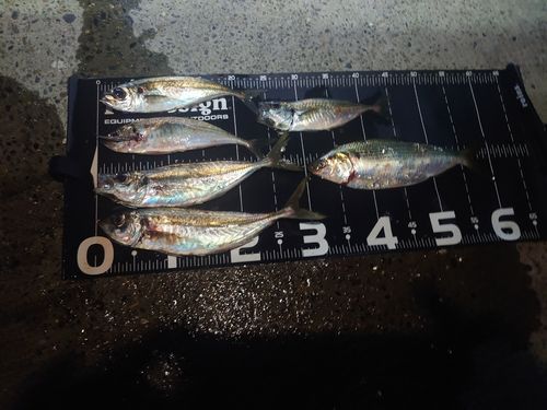 アジの釣果