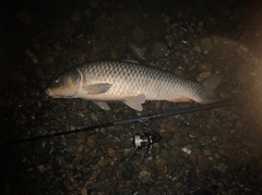 コイの釣果