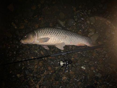 コイの釣果