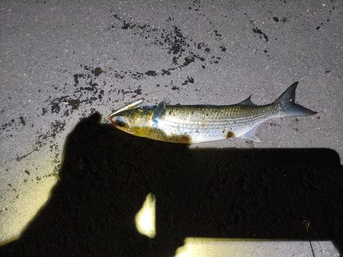ボラの釣果