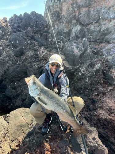 ヒラスズキの釣果