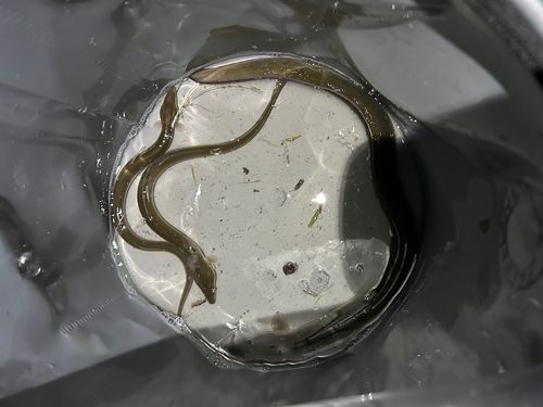 ウナギの釣果
