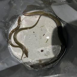 ウナギ