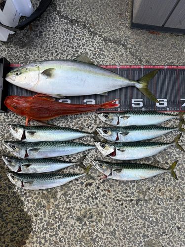ワラサの釣果