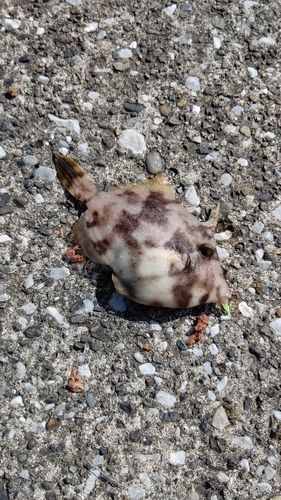 カワハギの釣果