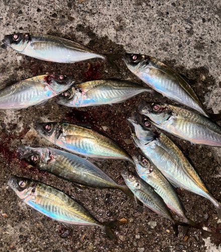 アジの釣果