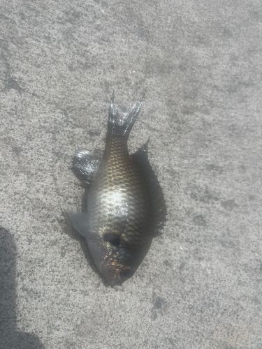 スズメダイの釣果