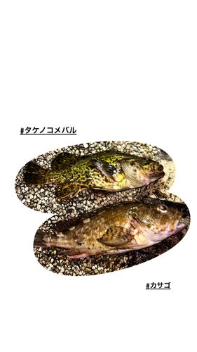 タケノコメバルの釣果
