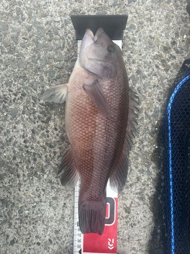 カンダイの釣果