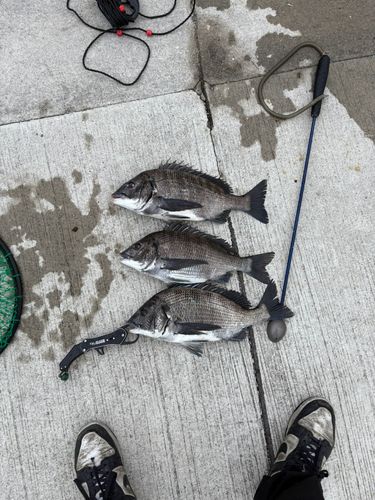 チヌの釣果